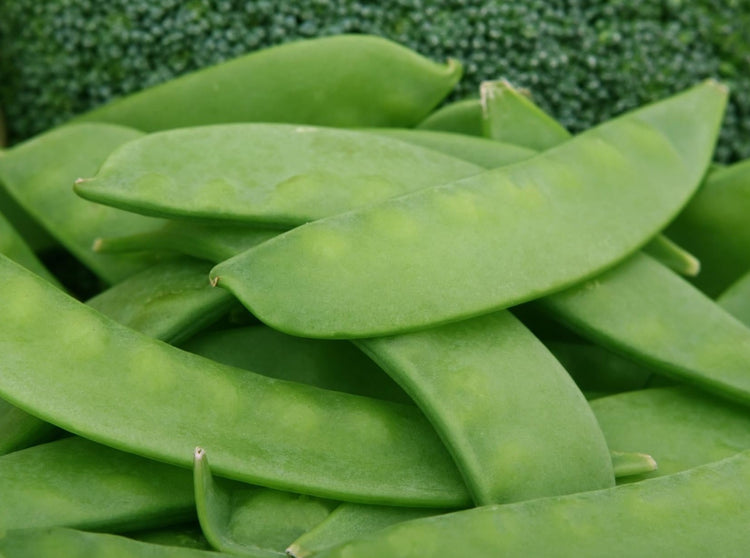 Broad Beans