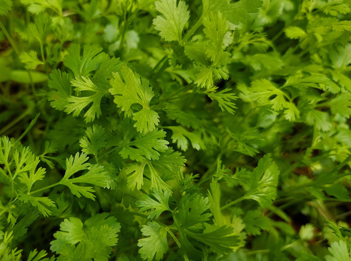 Cilantro