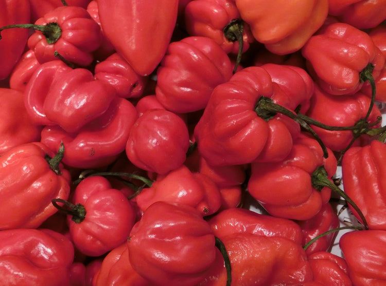 Red Habanero
