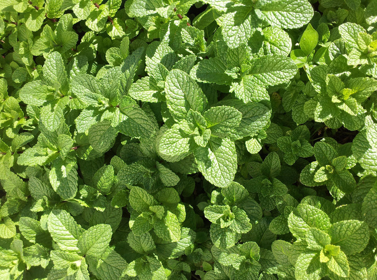 Mint