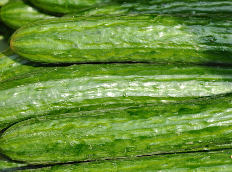 English Cucumbers